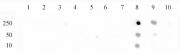 Histone H3K79me1 antibody (pAb) tested by dot blot analysis.