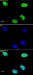 Histone H4ac (pan-acetyl) antibody (pAb) tested by immunofluorescence.