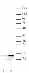 Histone H4ac (pan-acetyl) antibody (pAb) tested by Western blot.