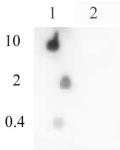 Histone H4ac (pan-acetyl) antibody (pAb) tested by dot blot analysis.