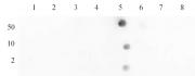 Histone H4K12ac antibody (pAb) tested by dot blot analysis.