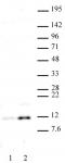 Histone H4K16ac antibody (pAb) tested by Western blot.