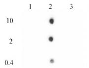 Histone H2A.Z antibody (pAb) tested by dot blot analysis.