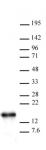 Histone H2B antibody (pAb) tested by Western blot.