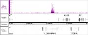 BMI-1 antibody (mAb) tested by ChIP-Seq.