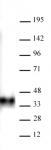 BMI-1 antibody (mAb) tested by Western blot.