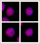 CAF-1 p60 antibody (mAb) tested by immunofluorescence.