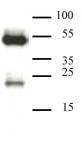 CAF-1 p60 antibody (mAb) tested by Western blot.