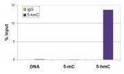 5-Hydroxymethylcytosine (5-hmC) antibody (mAb) tested by MeDIP analysis.