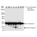 Caspase-3 antibody (mAb) tested by Western blot.