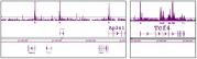 HDAC1 antibody (pAb) tested by ChIP-chip.