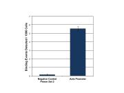 HDAC1 antibody (pAb) tested by ChIP.