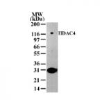 HDAC4 antibody (pAb) tested by Western blot.