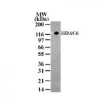 HDAC6 antibody (pAb) tested by Western blot.