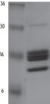 HeLa Core Histones examined by SDS-PAGE.