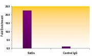 Histone H3K9me3 antibody (mAb) tested by ChIP.