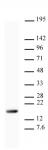 Histone H3K9me3 antibody (mAb) tested by Western blot.