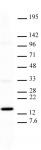Histone H3K27me1 antibody (mAb) tested by Western blot.