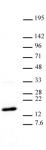 Histone H3K27me3 antibody (mAb) tested by Western blot.
