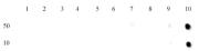 Histone H3K27me3 antibody (mAb) tested by dot blot analysis.