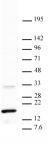 Histone H3K36me3 antibody (mAb) tested by Western blot.