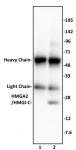 HMGA2 / HMGI-C antibody (pAb) tested by Western blot.