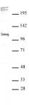 BLIMP1 / PRDM1 antibody (pAb) tested by Western blot.