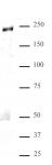 MED1 antibody (pAb) tested by Western blot.