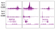 RNA pol II CTD phospho Ser5 antibody (mAb) tested by ChIP-Seq.