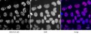 RNA pol II CTD phospho Ser5 antibody (mAb) tested by immunofluorescence.