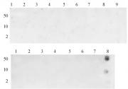 Histone H3K36me3 antibody (pAb) tested by Dot blot.