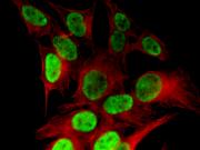 Histone H4K8ac antibody (pAb) tested by immunofluorescence.