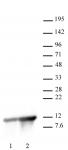 Histone H4K8ac antibody (pAb) tested by Western blot.