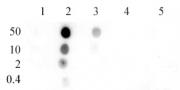 Histone H4K8ac antibody (pAb) tested by dot blot analysis.