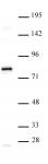 TCF7L1 / TCF3 antibody (pAb) tested by Western blot.