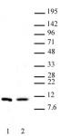 Histone H4R3me2s (symmetric) antibody (pAb) tested by Western blot.