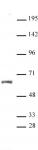 HNF4A antibody (pAb) tested by Western blot.