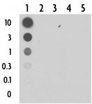 5-Carboxylcytosine (5-caC) antibody (pAb) tested by dot blot analysis.