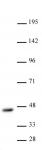 CBX8 antibody (pAb) tested by Western blot.