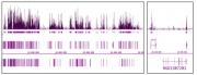 Histone H3K9ac antibody (mAb) tested by ChIP-Seq.
