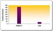 Histone H3K9ac antibody (mAb) tested by ChIP.