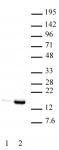 Histone H3K9ac antibody (mAb) tested by Western blot.