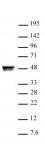 CTBP2 antibody (pAb) tested by Western blot.