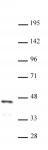 FOXL2 antibody (pAb) tested by Western blot.