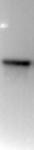 Histone H3S28ph antibody (mAb) tested by Western blot.