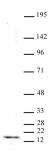Histone H3K4me3 antibody (mAb) tested by Western blot.