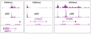 p300 antibody (mAb) tested by ChIP-Seq.