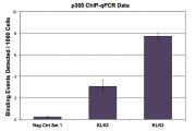 p300 antibody (mAb) tested by ChIP.
