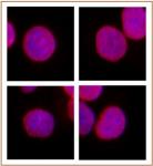 SMARCC1 / BAF155 antibody (pAb) tested by immunofluorescence.