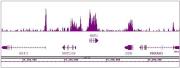 Nanog antibody (pAb) tested by ChIP-Seq.